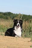 BORDER COLLIE 297